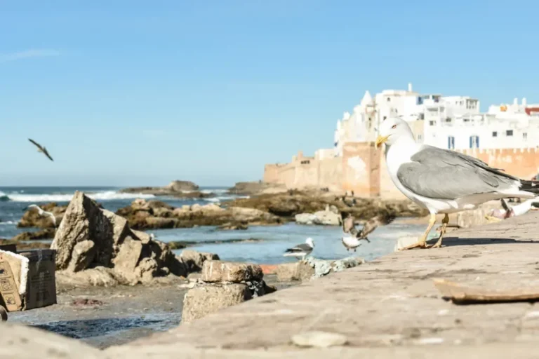 panoramic view of Essaouira's blue and white medina against the Atlantic Ocean