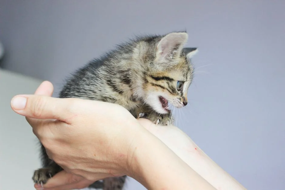 Cat lying on its back exposing belly as a trust cue